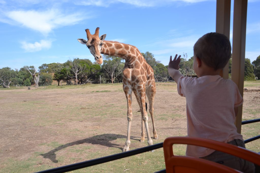 werribee-zoo-safari-mums-little-explorers