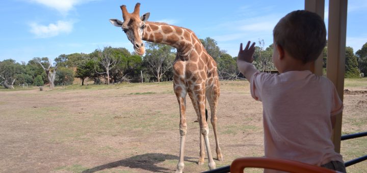 werribee-zoo-safari-mums-little-explorers