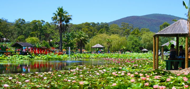 Monet's Lake with waterlilies: Blue Lotus Farm