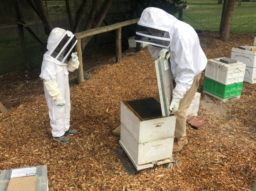 Collingwood Childrens Farm bee