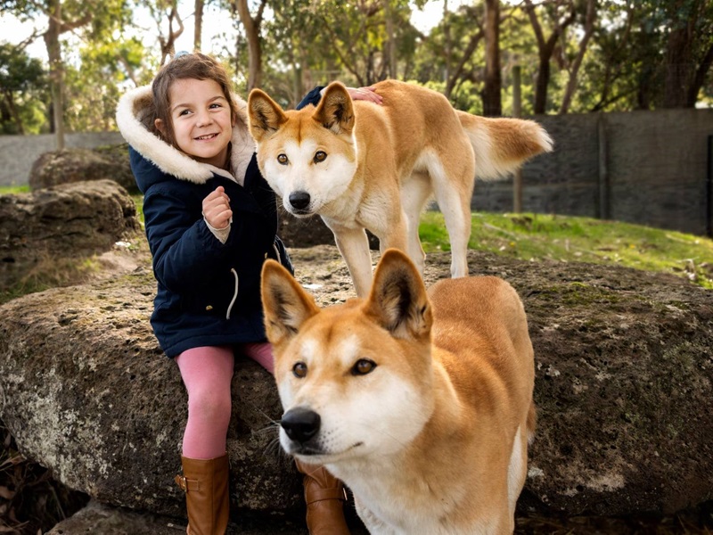 Moonlit Sanctuary Animal Experience Dingo