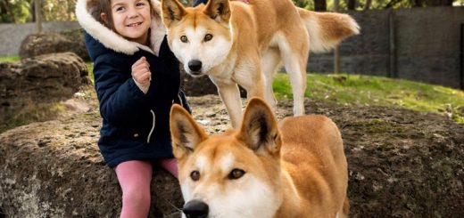 Animal Encounters in Melbourne and Victoria