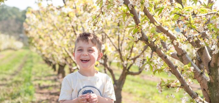 Cherry Blossom Festival at Cherry Hill Orchards