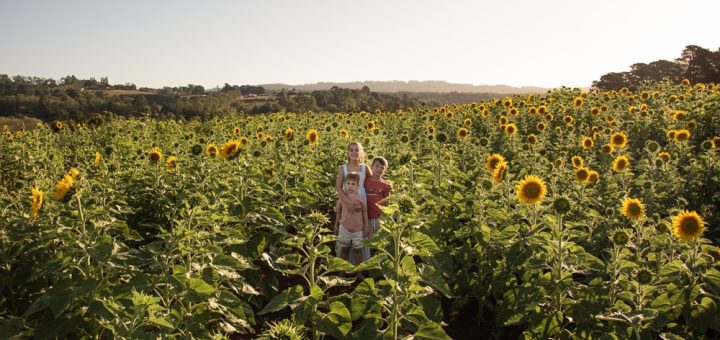 Girasole Sunflower Farm Yarra Valley fields